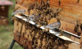 Bee Bees Insects