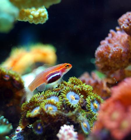Genetic Diversity: The Hidden Secret of Life